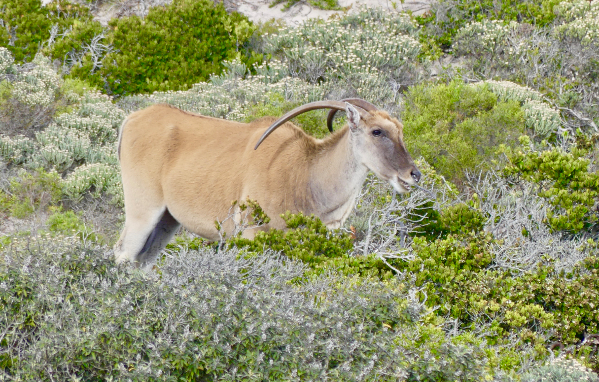 Common Eland